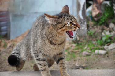 Similar image 20058047