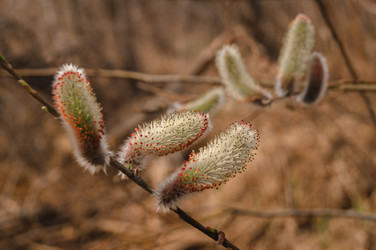 Similar image 19952498