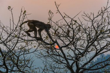 Similar image 19962480