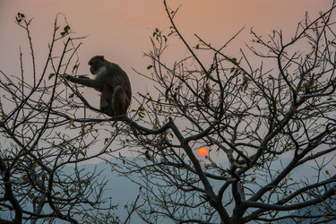 Similar image 19962482