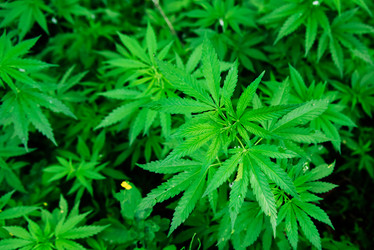 Similar image 20175254