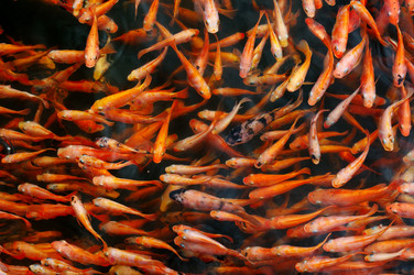 Similar image 20106282