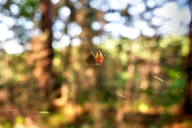 Similar image 20058919