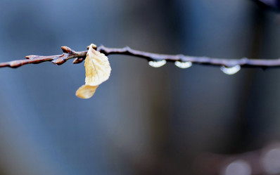 Similar image 20083038