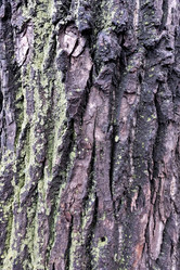 Similar image 20076336