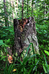 Similar image 20058846