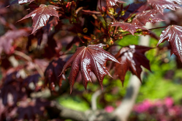 Similar image 20194793