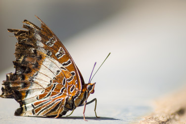 Similar image 20121488