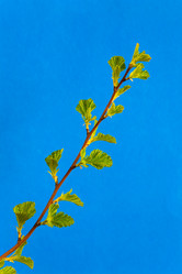 Similar image 20114408