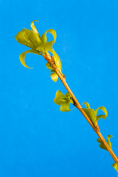 Similar image 20114411