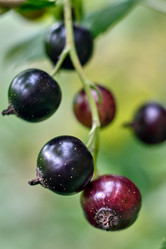 Similar image 20058952