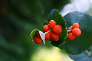 Similar image 20083075