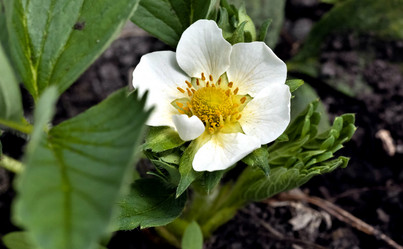 Similar image 20083233