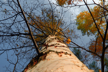 Similar image 20058954