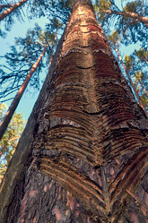 Similar image 20058983