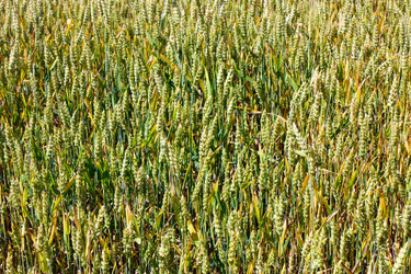 Similar image 20106247