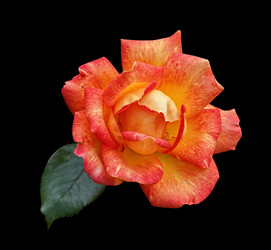 Similar image 20108240