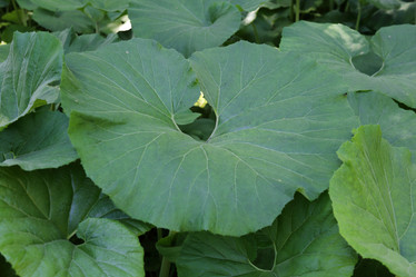 Similar image 20114384