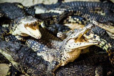 Similar image 20114264