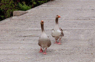 Similar image 20110279