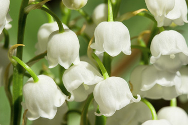 Similar image 20110017