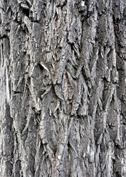 Similar image 20106111