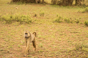 Similar image 20121446