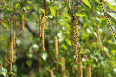 Similar image 20110071