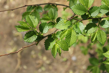 Similar image 20110082