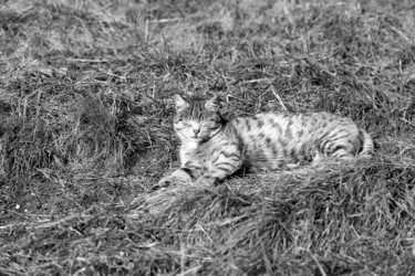 Similar image 20161049