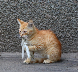 Similar image 20113841