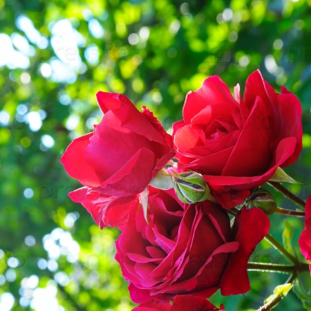 Изображения по запросу Розы в саду