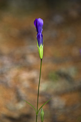 Similar image 20117262