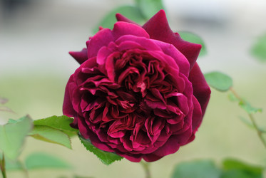 Similar image 20115195