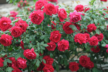 Similar image 20115196