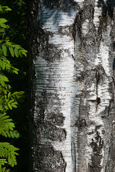 Similar image 20154730