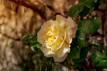 Similar image 20155261