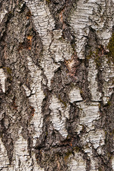 Similar image 20156036