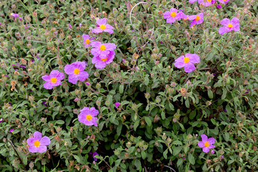 Similar image 20160265