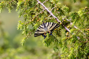 Similar image 20160267