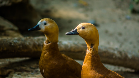 Similar image 20160152