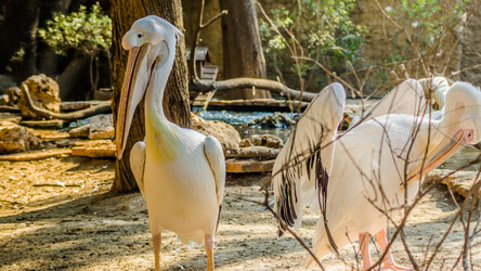 Similar image 20160154