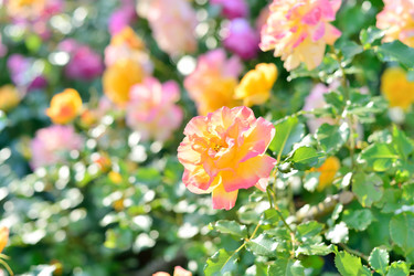 Similar image 20160300