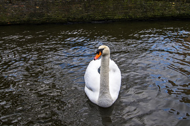 Similar image 20160333