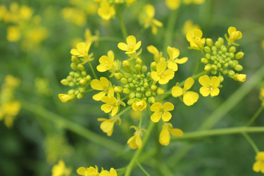 Similar image 20160287