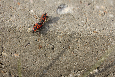 Similar image 20160306