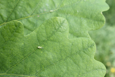 Similar image 20160349