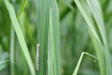 Similar image 20160350