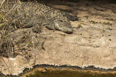 Similar image 20160185