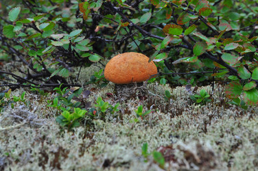 Similar image 20193955